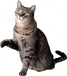 田园狸花猫