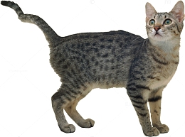 猫抬头看