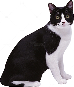 黑白色花纹小猫
