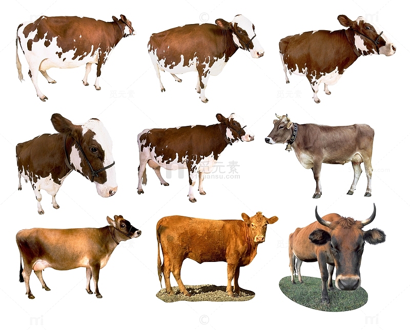 多种站立的牛