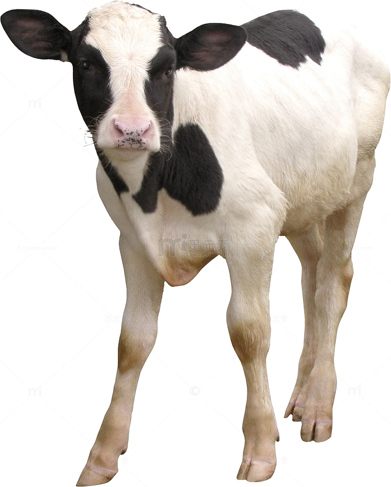 一只小奶牛