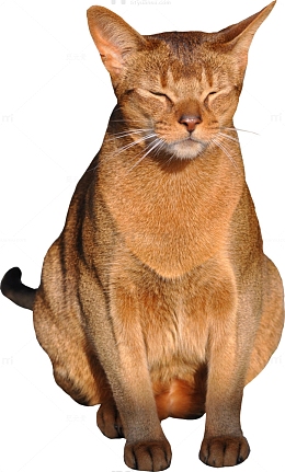 坐着睡觉的猫