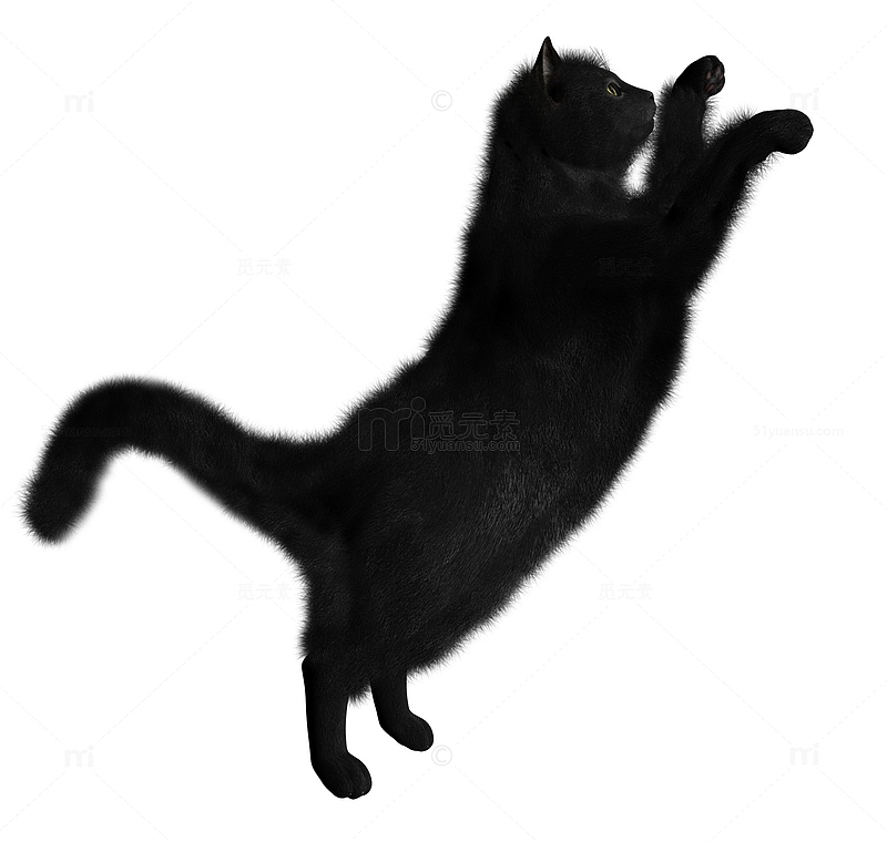 跃起的黑色猫咪