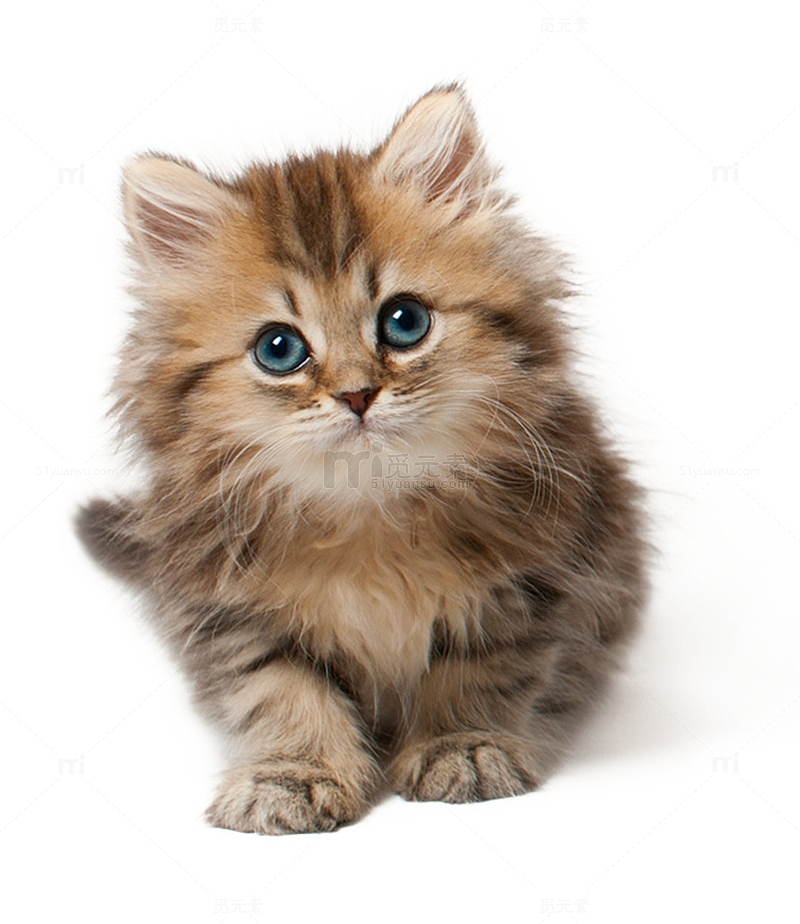 一只幼崽玳瑁猫