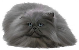 可爱萌宠长毛猫
