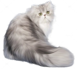 温顺的波斯猫