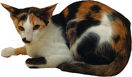 三色母猫