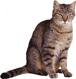 一只蹲着的狸花猫