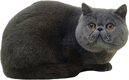 猫英国短毛