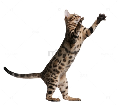 要抱抱的小猫