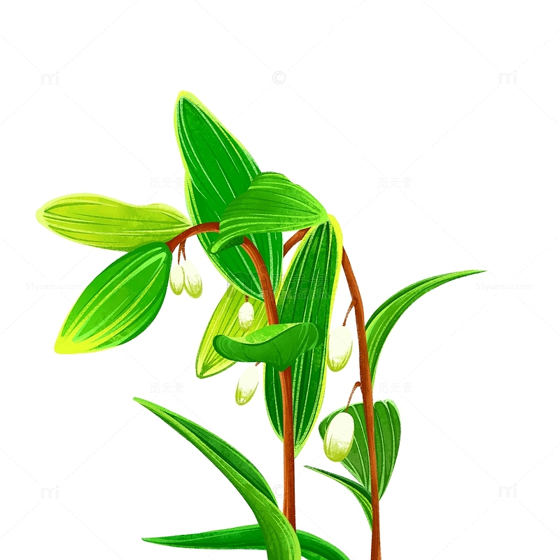 玉竹植物插画元素