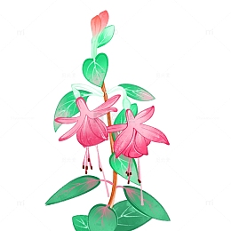 倒挂金钟灯笼花插画元素