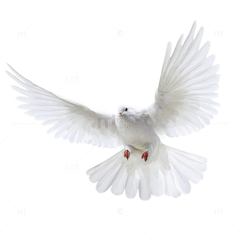 飞翔的白色鸽子
