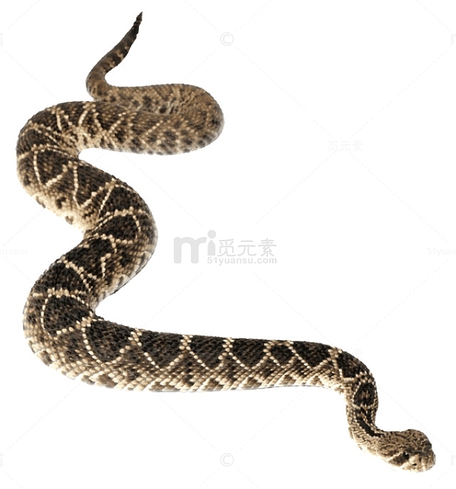 一条蟒蛇