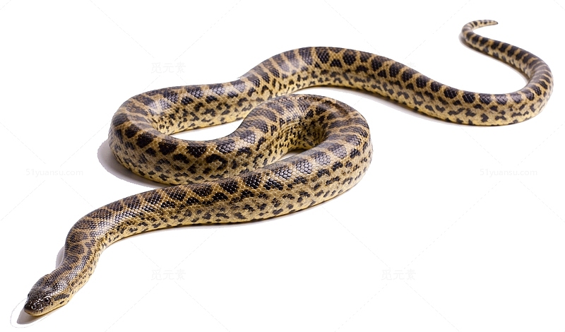 棕花纹蟒蛇