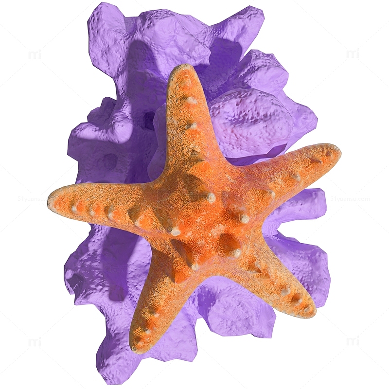 写实海底石头海星