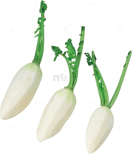 白萝卜蔬果
