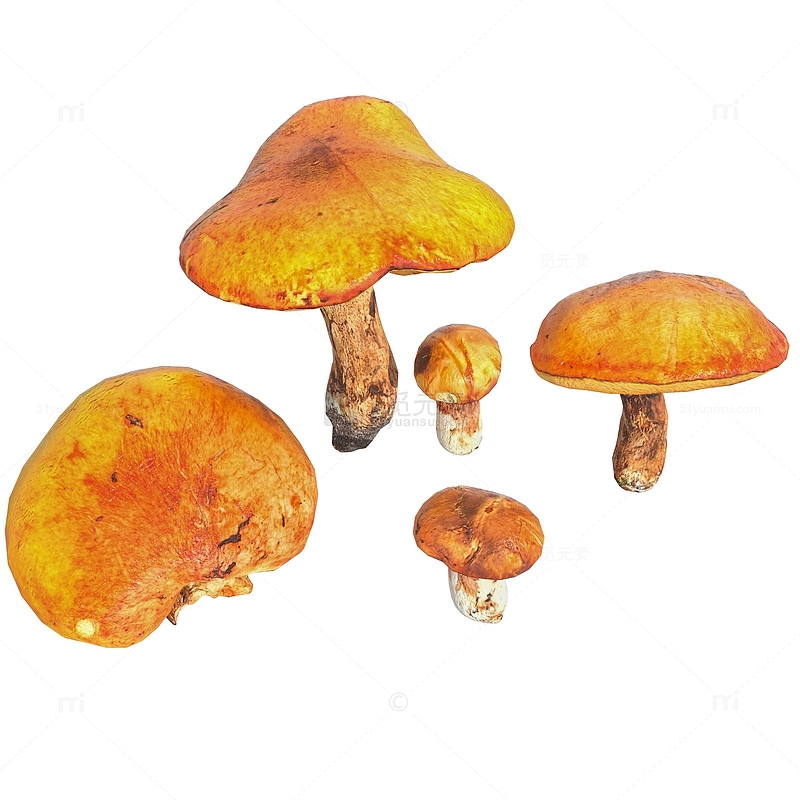 写实自然森林蘑菇
