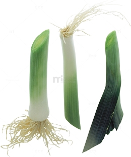 蒜苗根茎特写