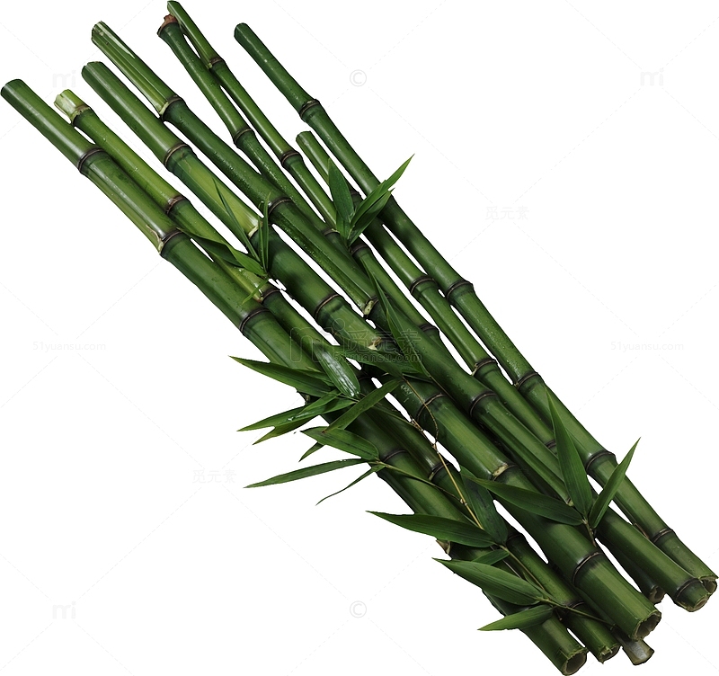 新鲜的竹子