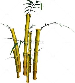 金色竹子