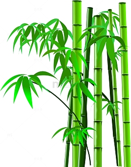 茂密的竹林