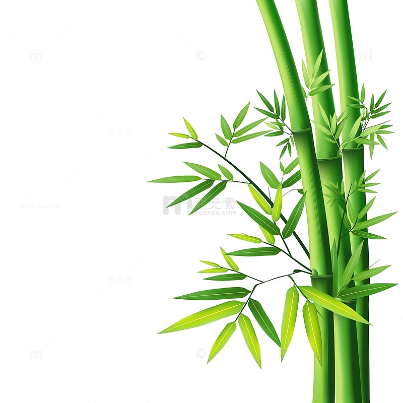 细长的竹子