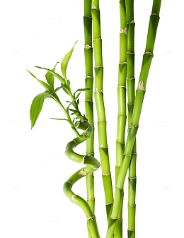 观音转运竹