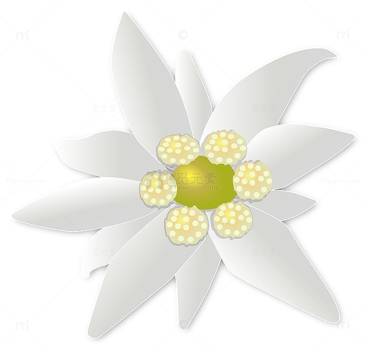 白色雪绒花