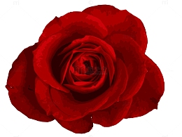 玫瑰花瓣
