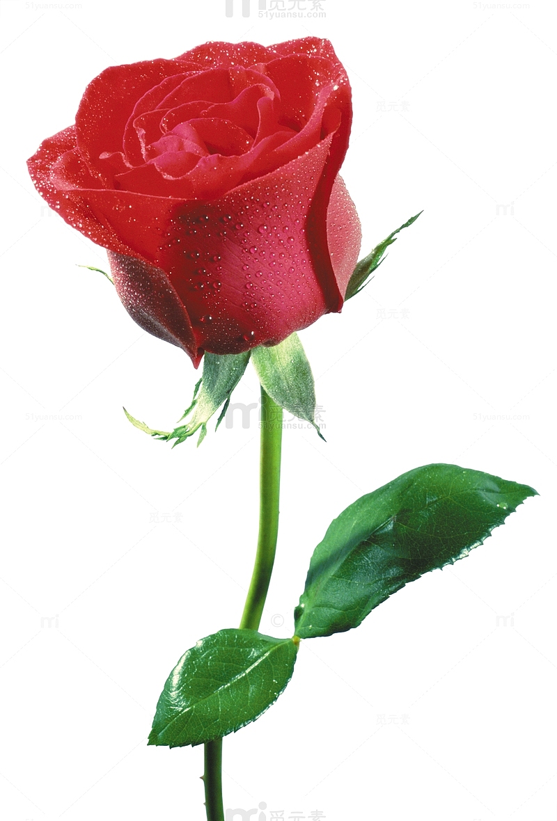 一支鲜艳的红玫瑰