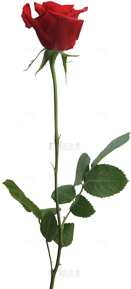 一支红玫瑰