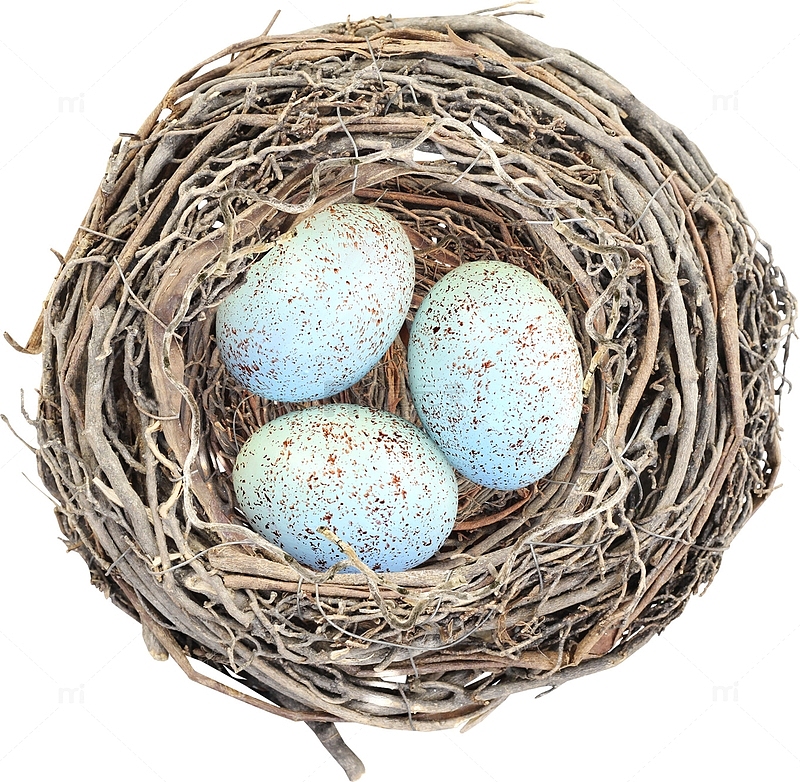 鸟巢和卵
