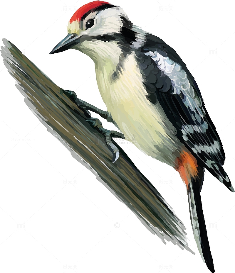 卡通彩绘啄木鸟