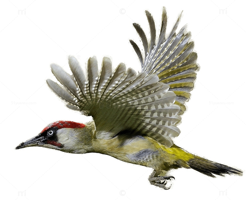 展翅啄木鸟