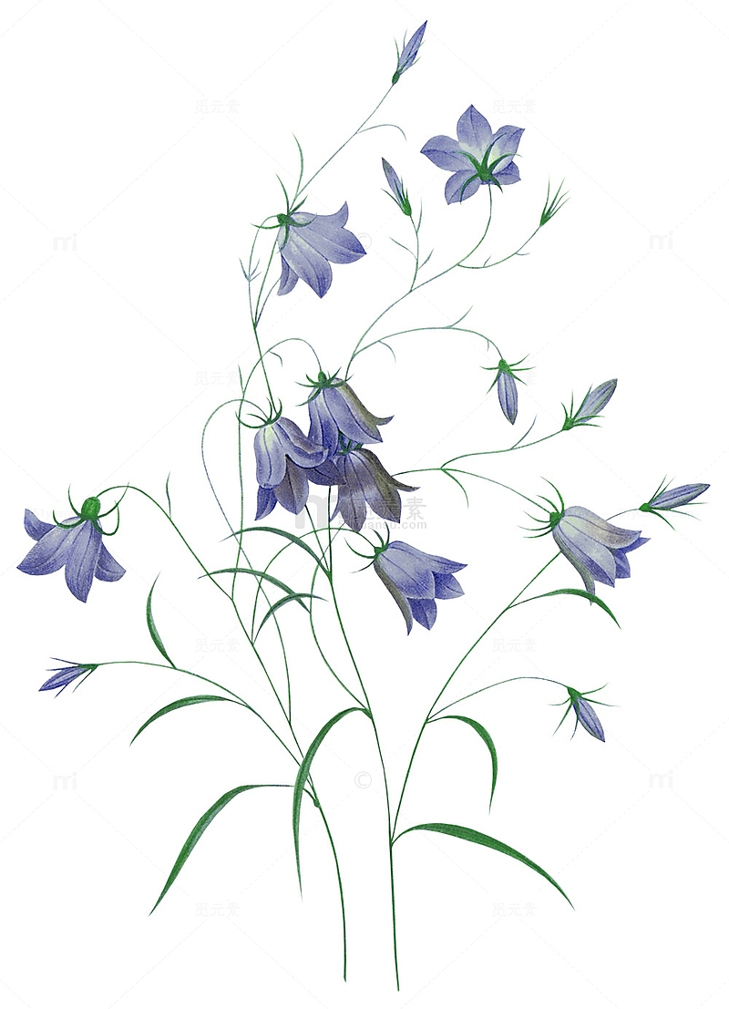 紫色风铃草