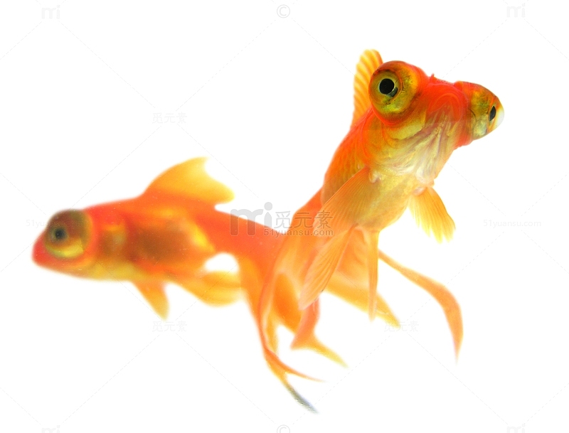红龙睛热带鱼