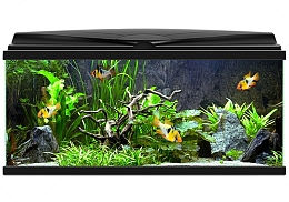 家用生态养鱼缸