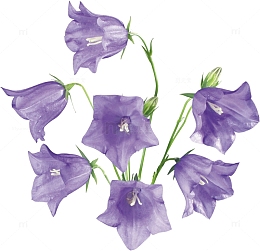 紫色的小花