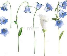 手绘风铃花