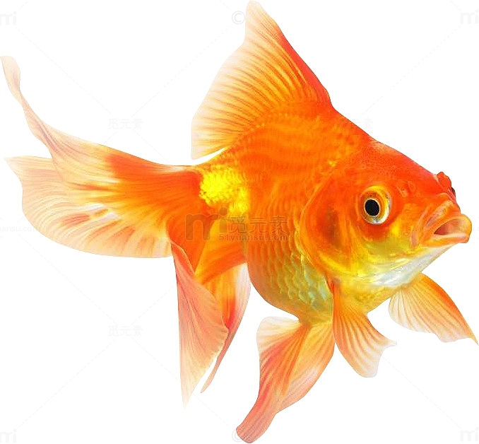 色彩斑斓的金鱼