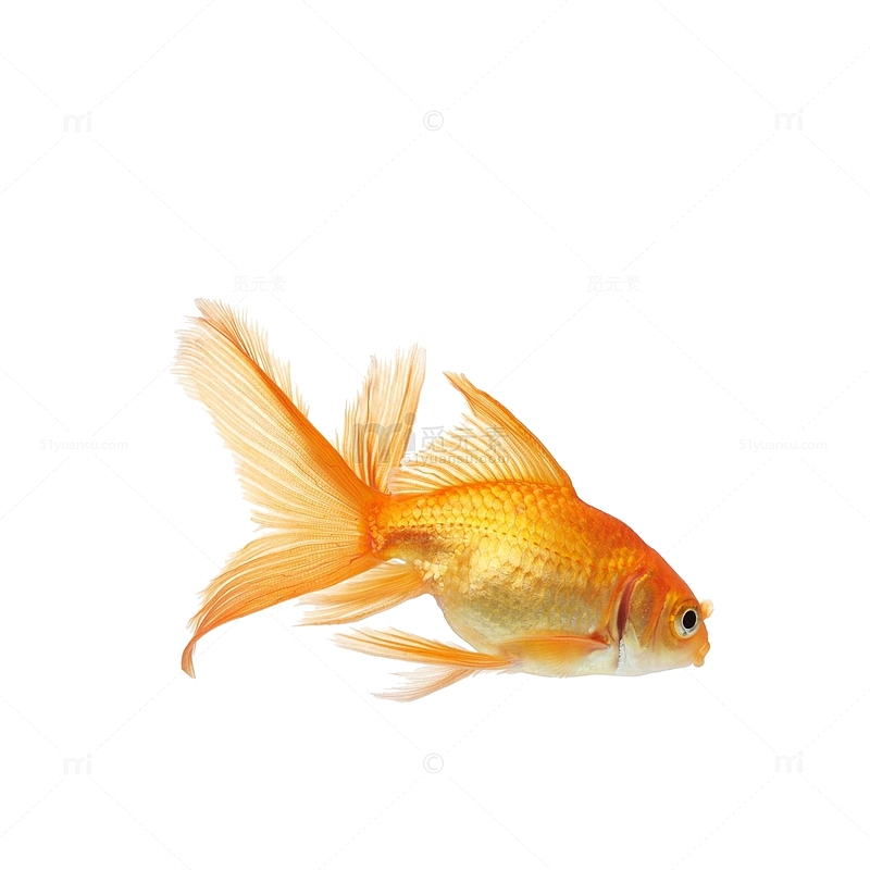游姿优美的一条金鱼