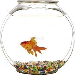 饲养小金鱼