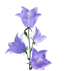 蓝色风铃草