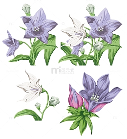 卡通彩绘紫色和白色的风铃草
