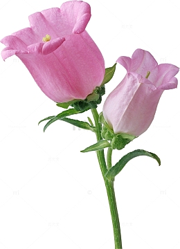 一束风铃花