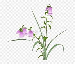 手绘喇叭花