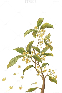 金秋桂花飘落