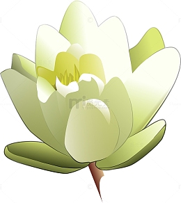 手绘白莲花