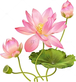 盛开的莲花